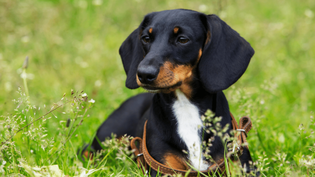 dachshund - healhiest dog breeds