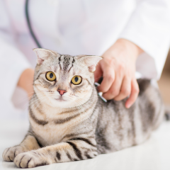 12 Things Certified Veterinary Technicians Want You To Know About Them