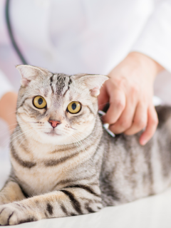 12 Things Certified Veterinary Technicians Want You To Know About Them