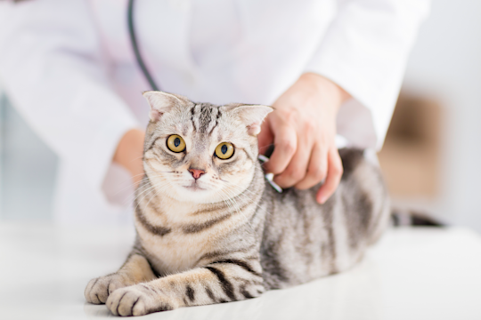 12 Things Certified Veterinary Technicians Want You To Know About Them
