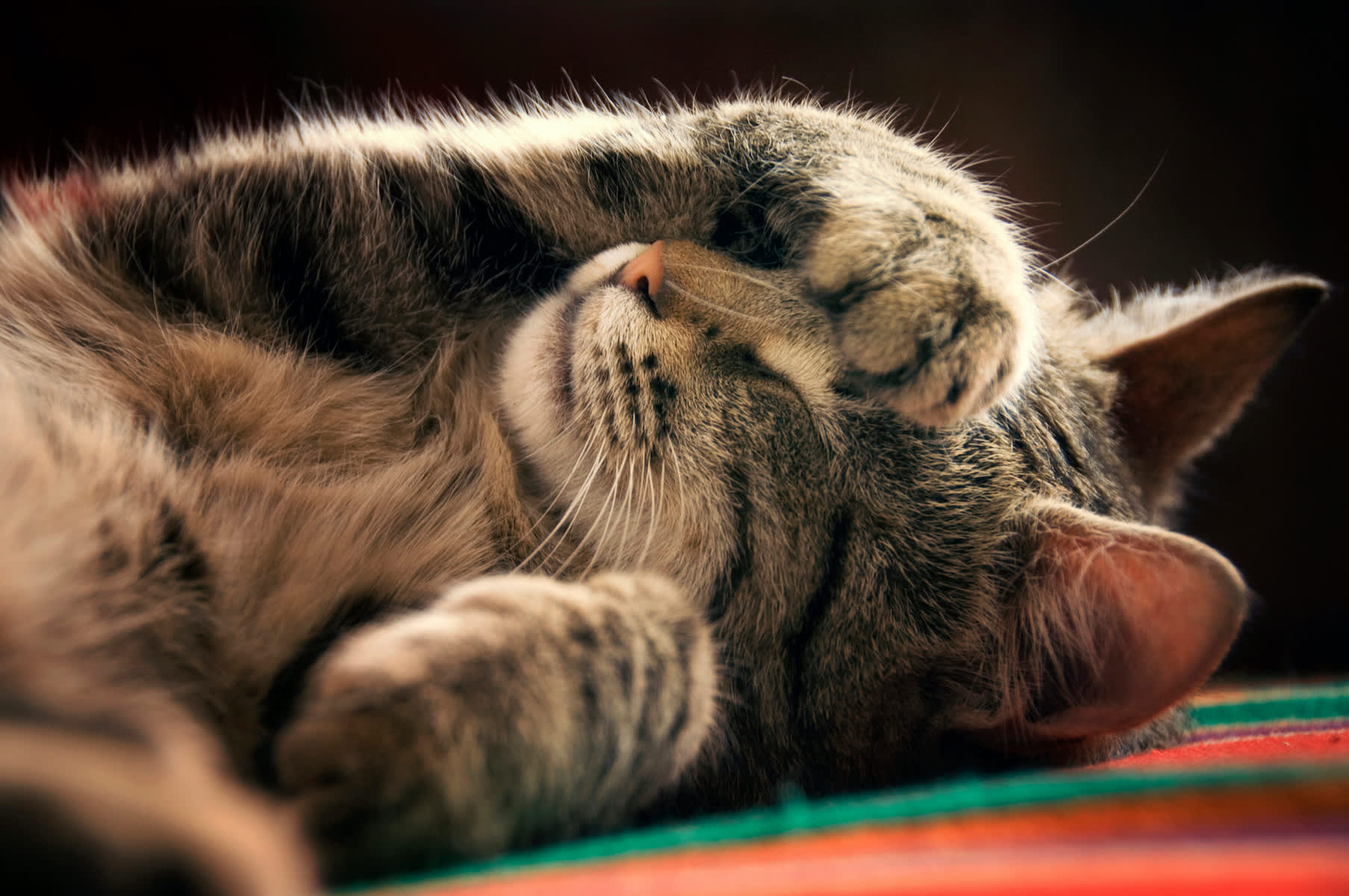 What Your Cat's Favorite Sleeping Position Says About Their Personality