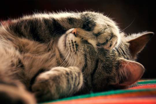 What Your Cat's Favorite Sleeping Position Says About Their Personality