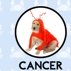 Cancer Dog Personality: What Being A Cancer Says About Your Dog