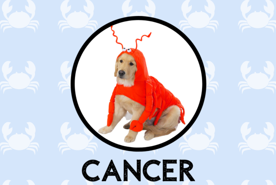 Cancer Dog Personality: What Being A Cancer Says About Your Dog