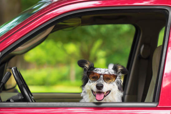 Canva - Dog in car wearing sunglasses
