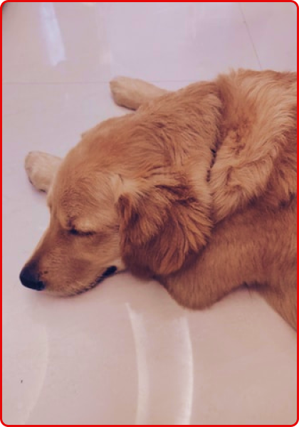 Pawp The Digital Health Clinic For Your Pet