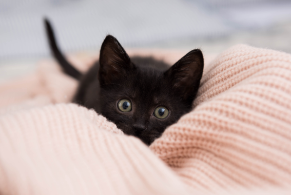 37 Black Cat Names For Your Feline Friend