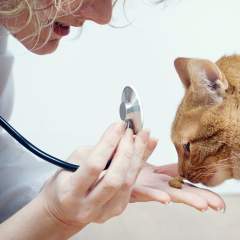 Pet Insurance: The Questions You Need To Ask Before Picking A Plan