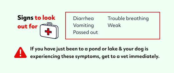 signs of algae poisoning in dogs
