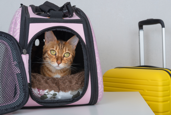 The Best Cat Carriers Of 2024 For Airline & Everyday Travel