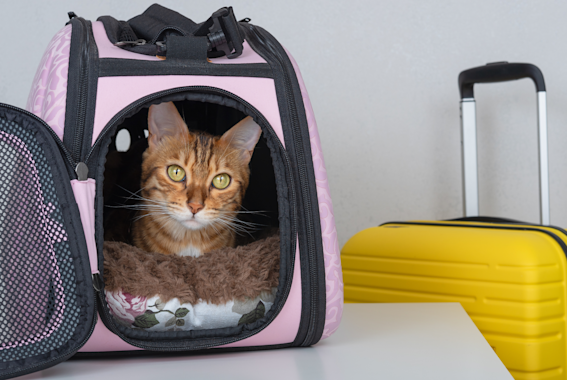 The Best Cat Carriers Of 2024 For Airline & Everyday Travel