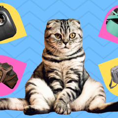 The Best Cat Carriers Of 2022 For Airline & Everyday Travel