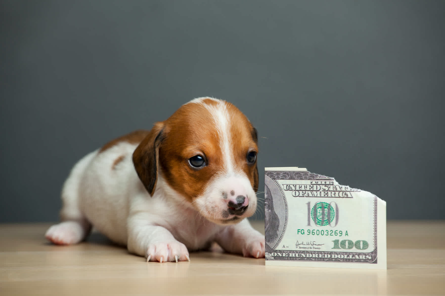 How Much Does A Dog Cost? A Financial Guide To Owning A Dog