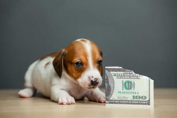 how much on average does a dog cost a month