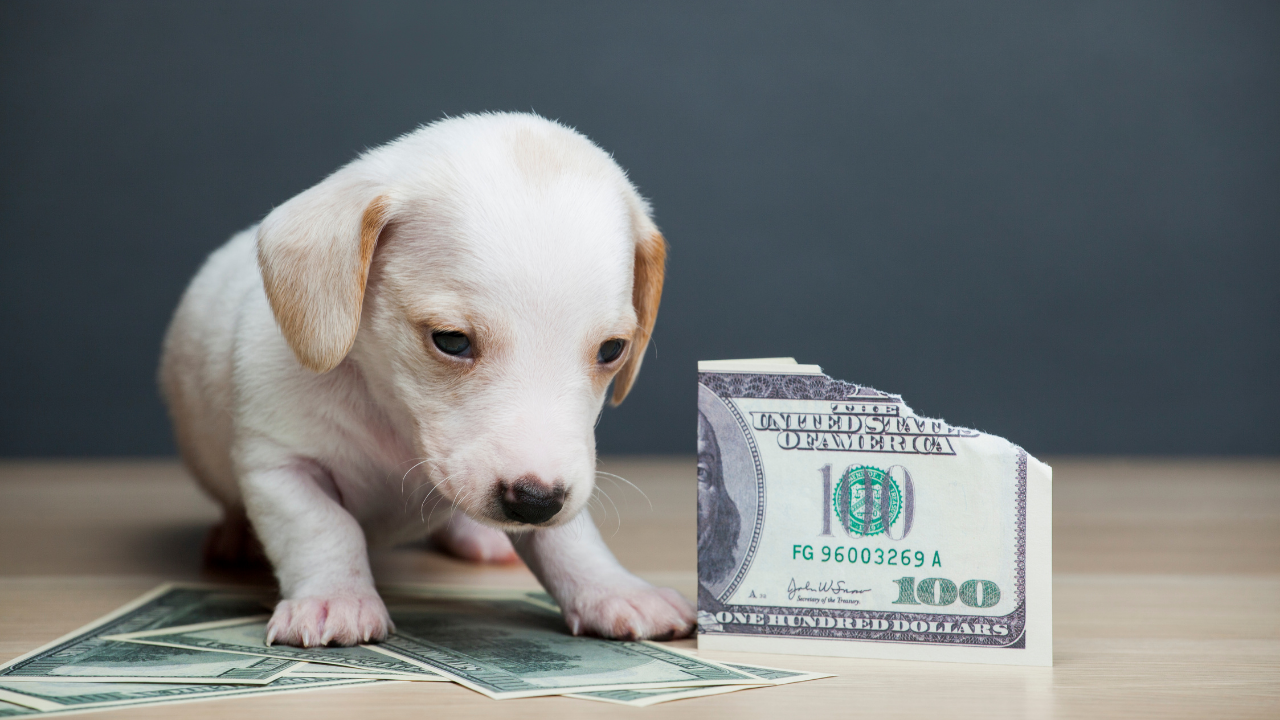 3 Hacks To Save Money As A New Pet Parent