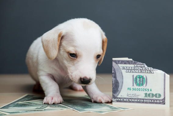 3 Hacks To Save Money As A New Pet Parent