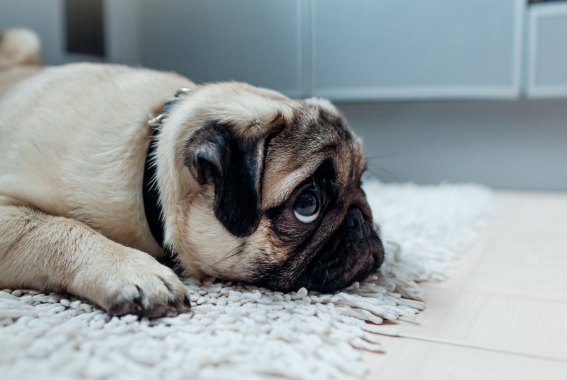 Dog Ate Chicken Bones? What To Do Next