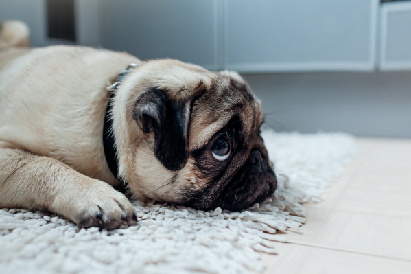 Dog Ate Chicken Bones? What To Do Next