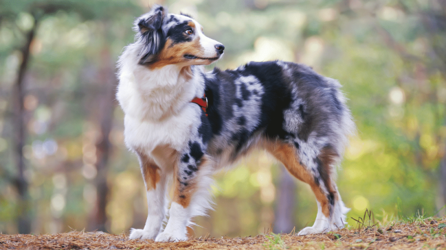 australian shepherd - healthiest dog breeds