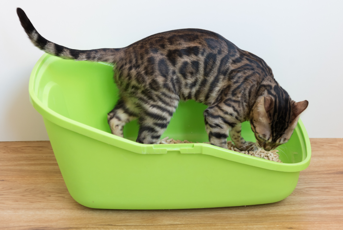 Cat Pee Outside Litter Box Training photo