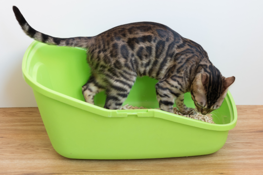 What To Do If Your New Kitten Is Peeing Outside The Litter Box