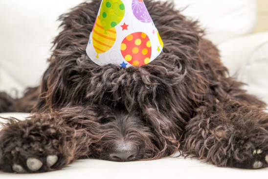 Canva - Black shaggy dog wearing a party hat