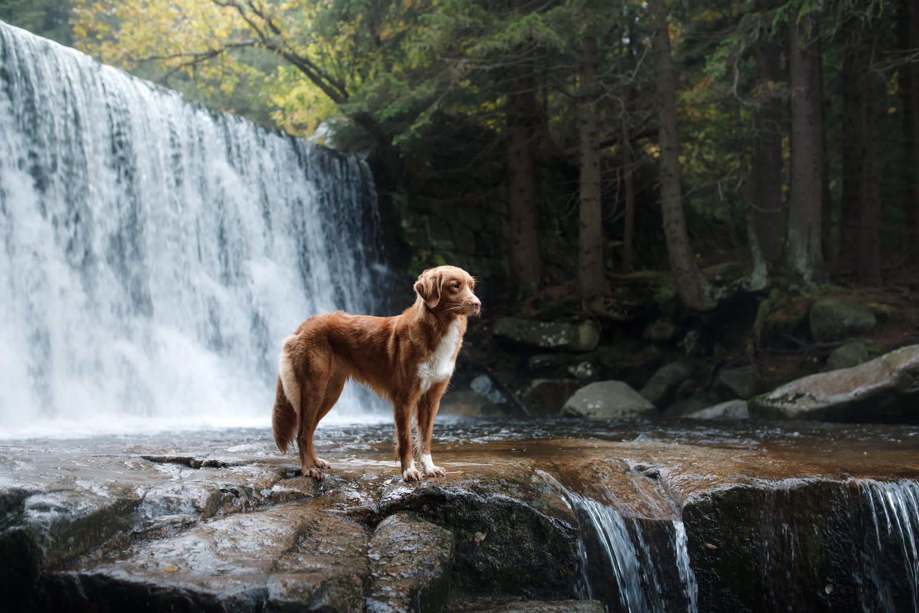 Canva - dog by the waterfall. Pet on the nature by the water