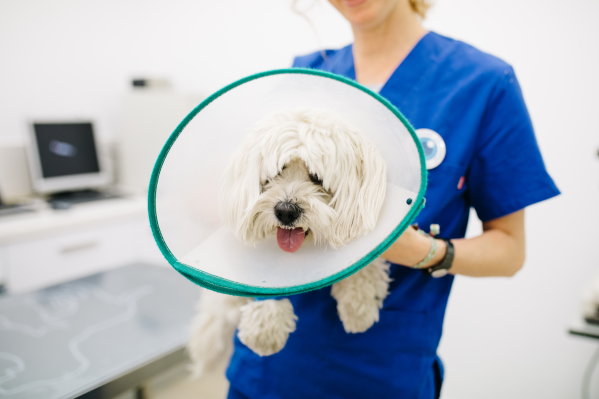 what is the cost to spay a female dog