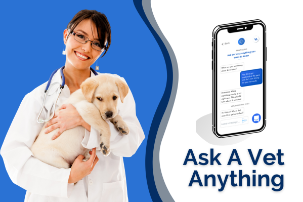 Ask A Vet: Pawp's Online Vets Answer This Week's FAQs From Pet Parents