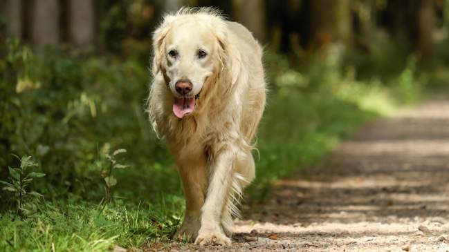 6 Ways to Care for Your Aging Dog