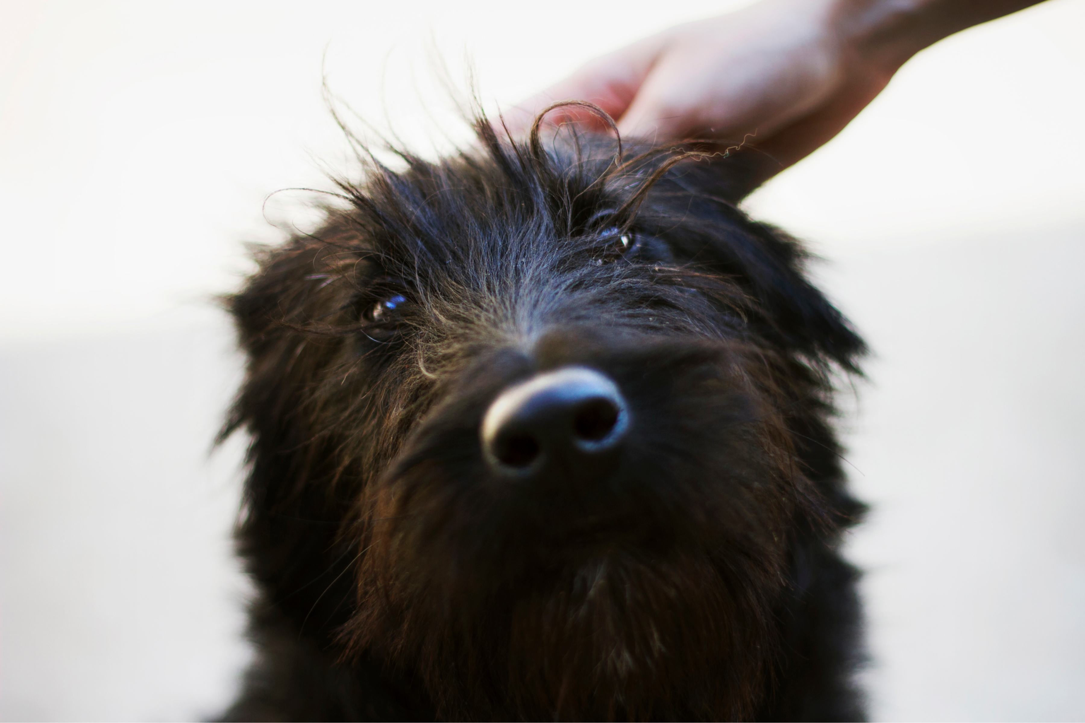 are giant schnauzers dangerous