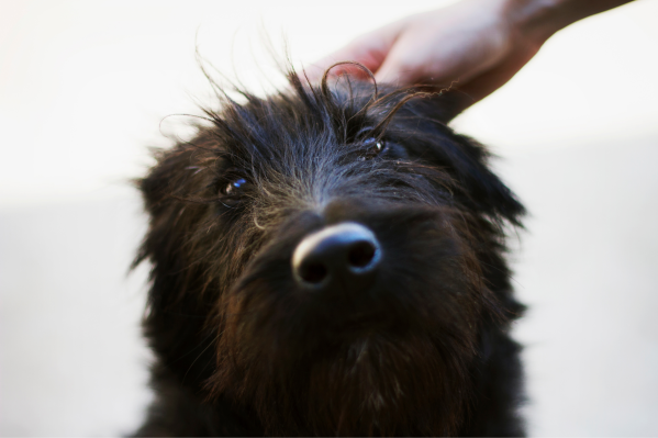 Giant Schnauzer Health Issues Pet Parents Should Know About