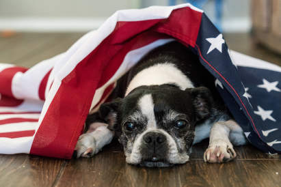 Canva - dog fireworks U.S. Independence Day