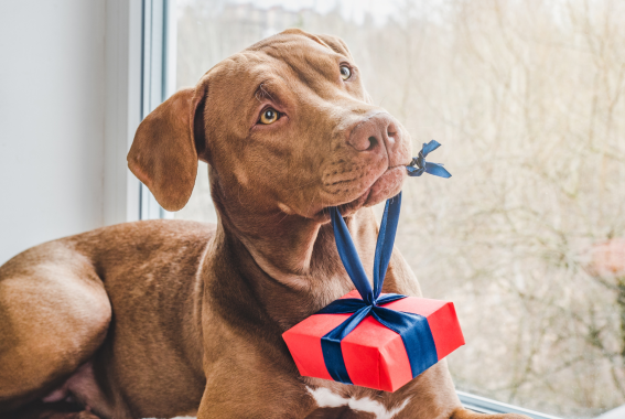 23 Gift Ideas For The Dog Lover In Your Life This Holiday Season