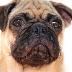 Dog Has Pimples? What Causes Canine Acne & How To Treat It