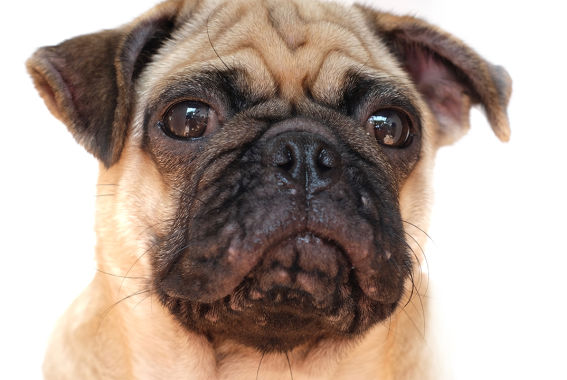 Dog Has Pimples? What Causes Canine Acne & How To Treat It