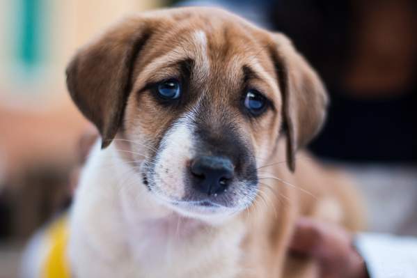 New York To Become The Third State To Ban Pet Stores From Selling Puppies