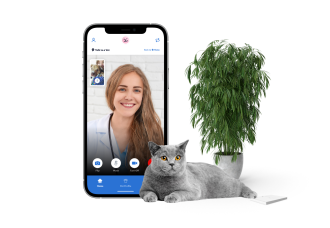 Vet on a video chat with a gray cat