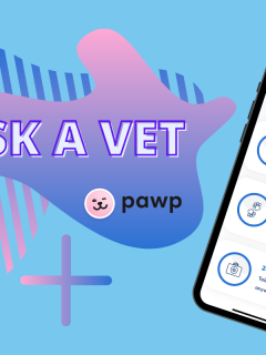 Ask A Vet: Pawp Online Vets Talk Joint Issues & Caring For Senior Pets