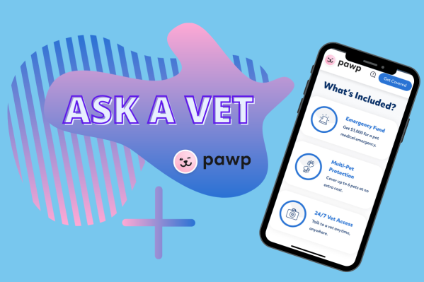 Ask A Vet: Pawp Online Vets Talk Joint Issues & Caring For Senior Pets