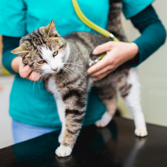 Cat Throwing Up: Causes, Symptoms & Treatments For Cat Vomiting