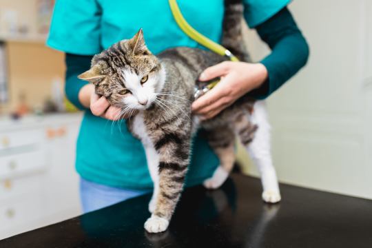 Cat Throwing Up? Causes, Symptoms & Treatments For Cat Vomiting