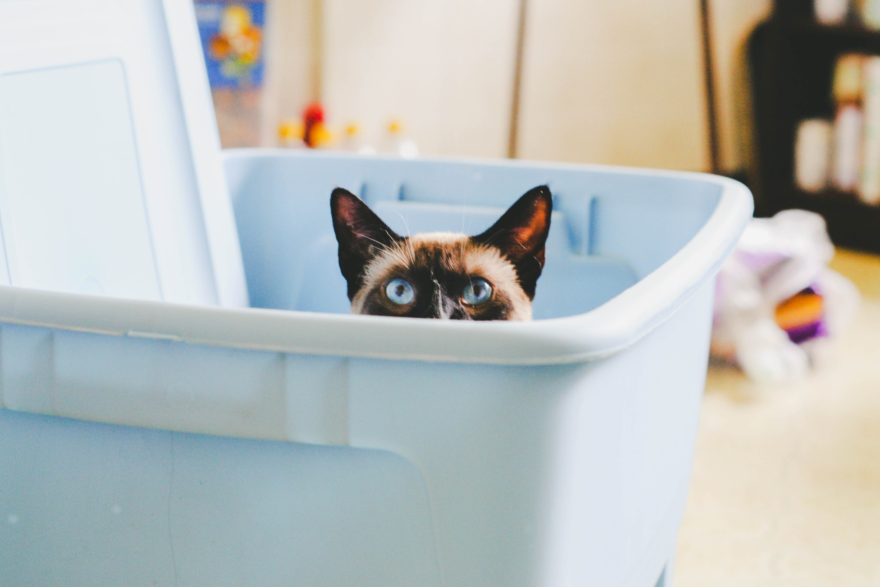 How To Cat Proof Your House