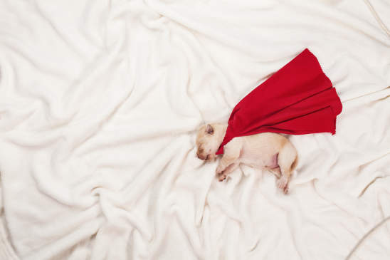 Canva - Newborn labrador puppy dog with superhero cape sleeping