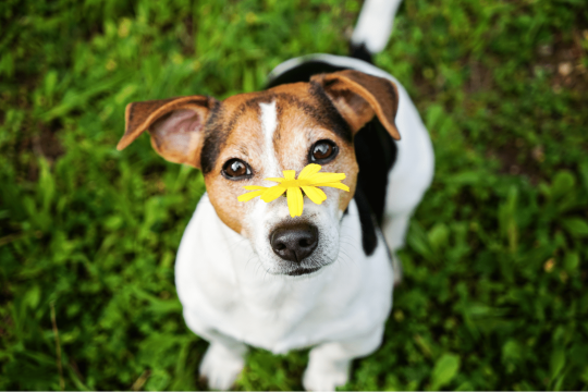 Dog Allergies: Signs, Symptoms, Diagnosis & Treatment Of Allergies In Dogs