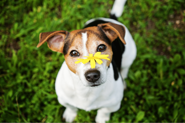Dog Allergies: Signs, Symptoms, Diagnosis & Treatment