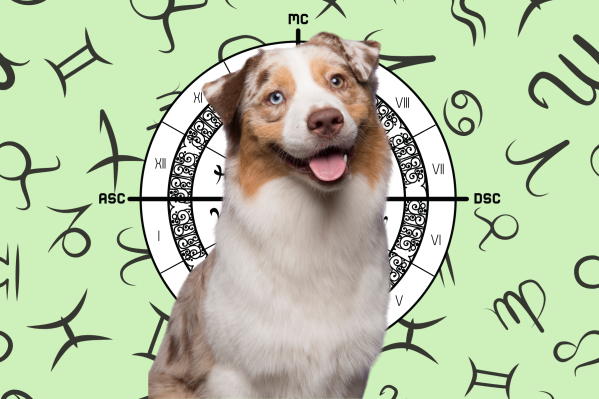 Your Dog's Weekly Horoscope 2020: May 18-24