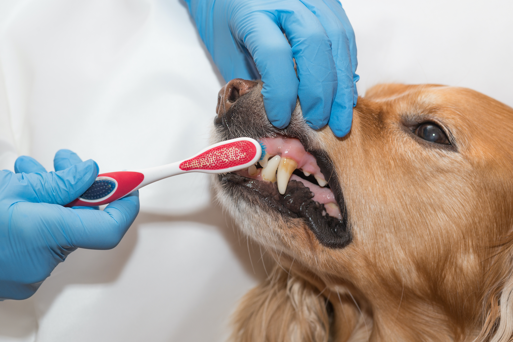Do Dental Chews Really Work? We Asked Vets About Your Pet's Oral Hygiene