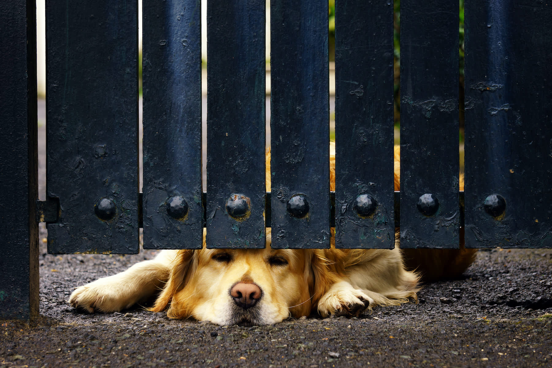 guard dog bored under gate