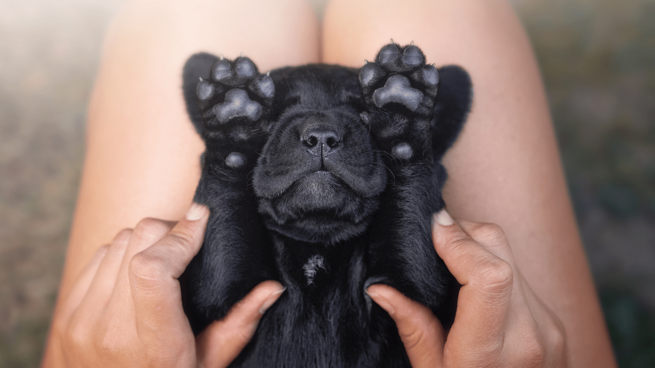 7 Reasons Why Dogs Lick Humans – Wet Paws Dog Grooming